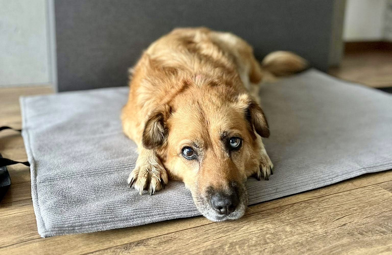 Szukają Lady. Ma różową obrożę i jest lękliwa