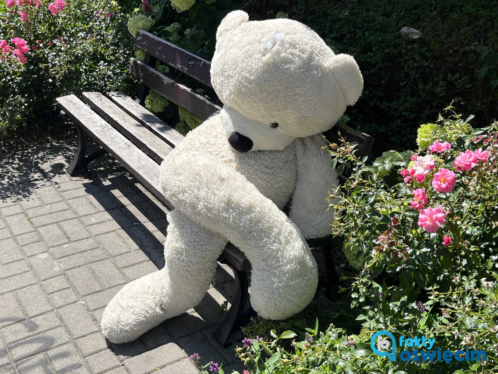 Miś polarny wrócił do Oświęcimia z bieguna północnego – FOTO