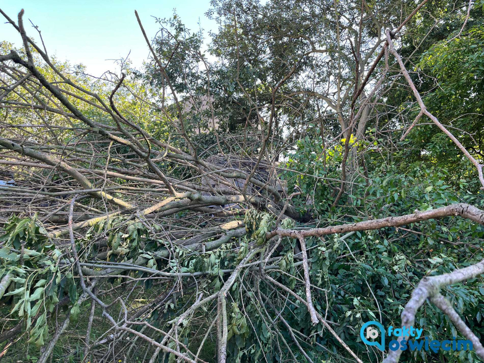 Drzewa niszczą posiadłość, a właściciele są bezradni – FOTO