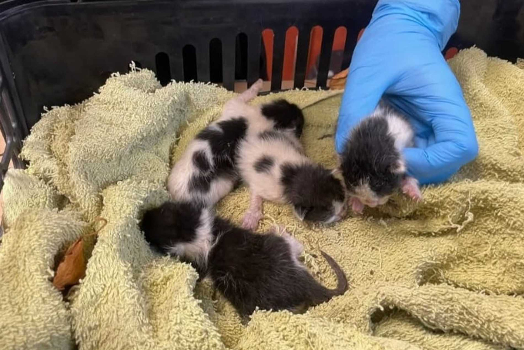 Zwyrodnialec wyrzucił kocięta do kosza. Uratowali je nastolatkowie