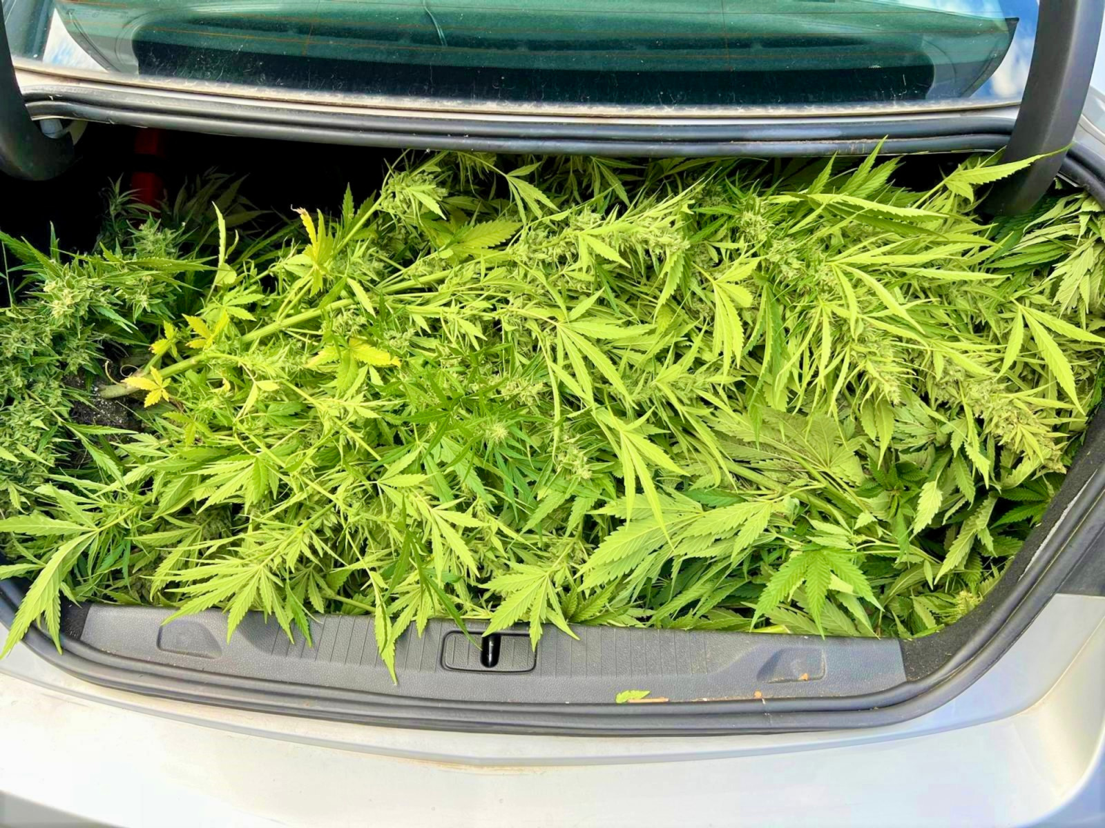 Kryminalni zlikwidowali oświęcimską plantację konopi