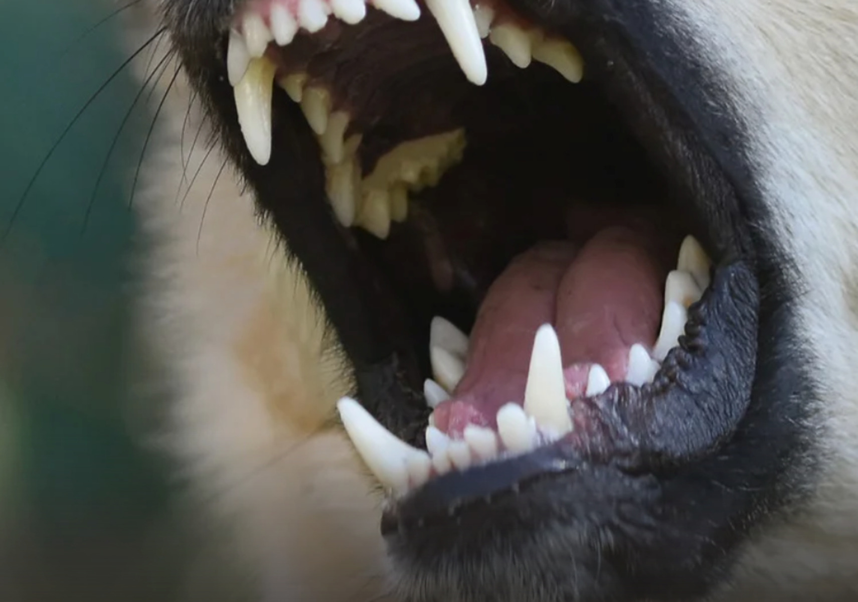 Pies ugryzł właściciela. Interweniowali policjanci i weterynarze