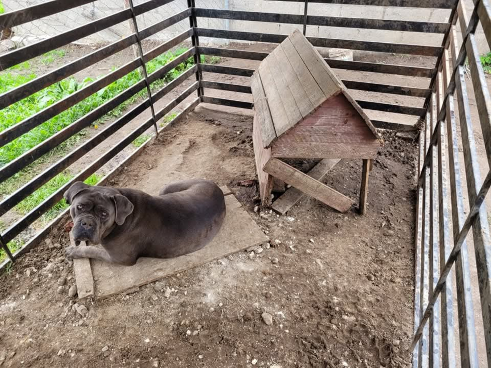 Sejm przyjął ustawę „antyłańcuchową”. Znamy stanowisko animalsów