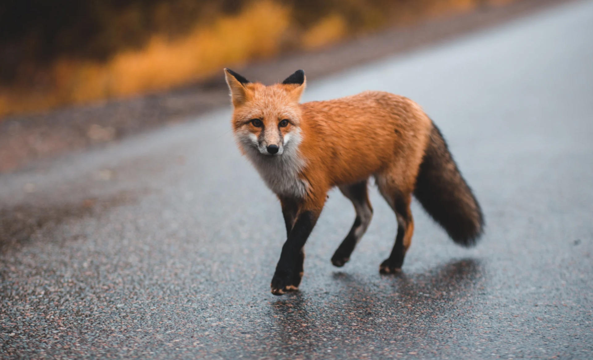Akcja szczepienia lisów. Co powinien wiedzieć właściciel psa i kota?