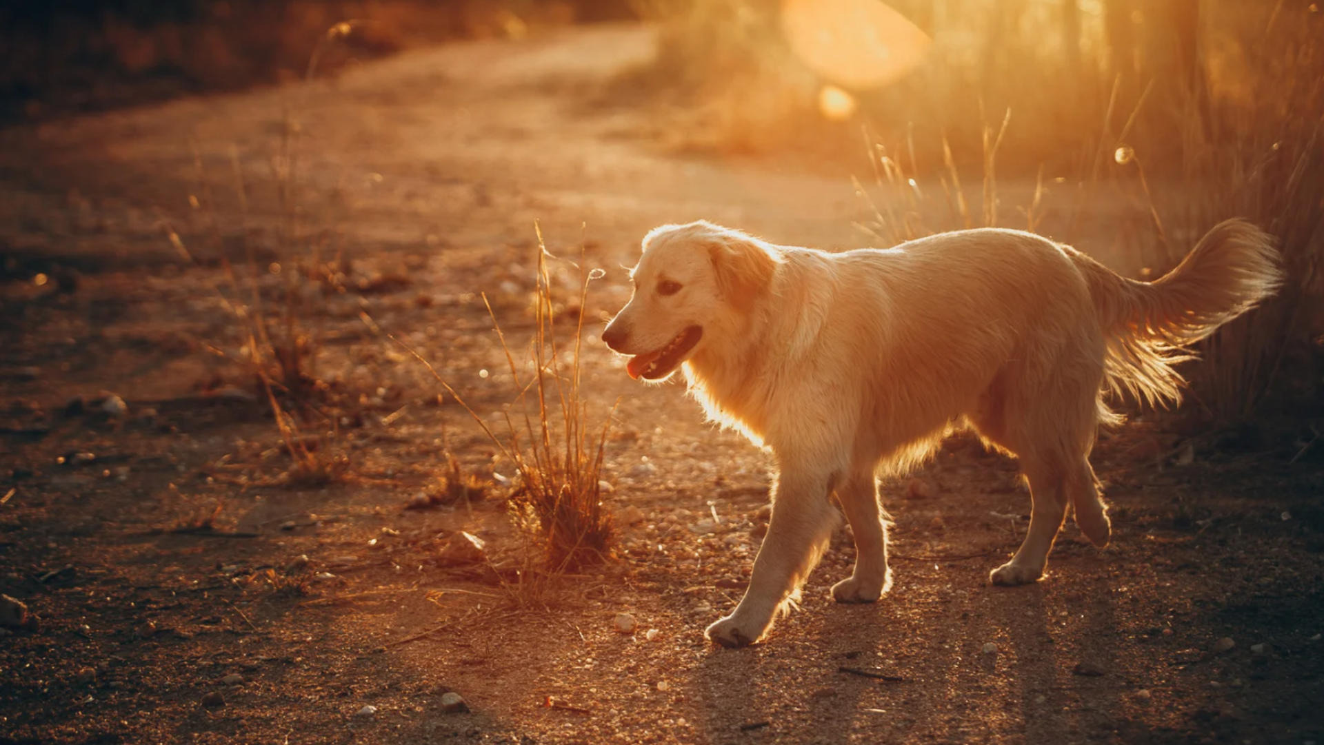Czworonóg zgubił się w nocy. Pomógł czujny kierowca