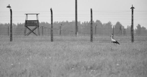Poranek przy Birkenau. Nowa wystawa Joanny Chrząszcz