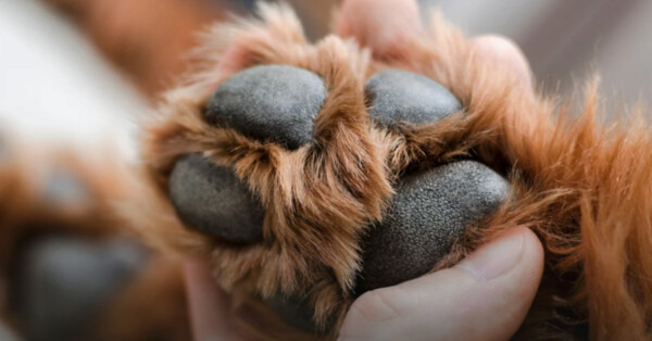 Usłyszał skomlenie. Ranny pies w rowie