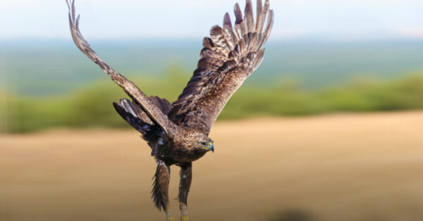 Małżeństwo z Kęt uratowało rannego jastrzębia