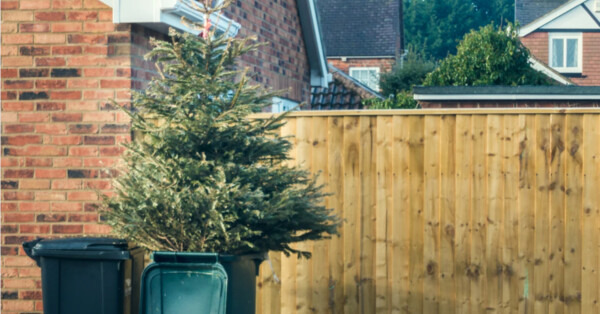 Zostaw drzewko pod domem, MZUK po nie przyjedzie