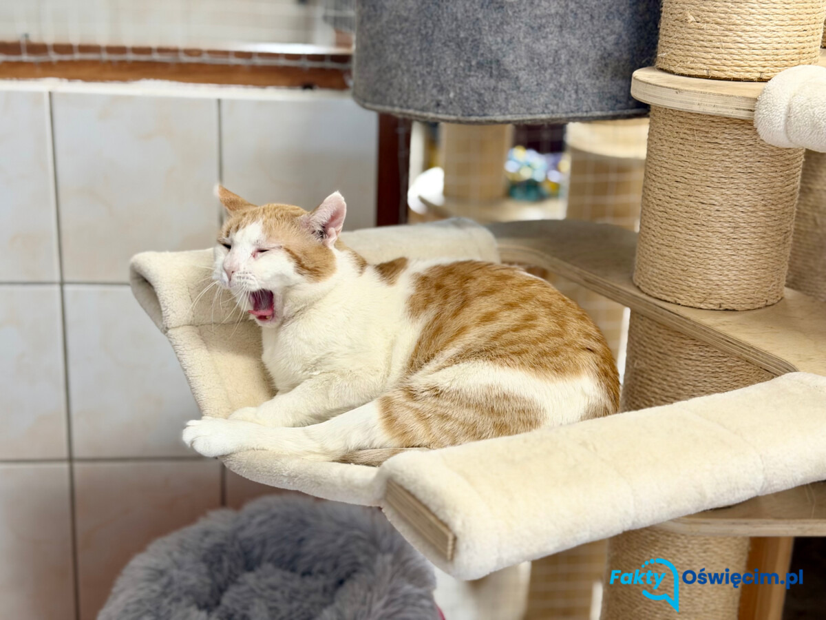 Fałszywe zbiórki na bezdomne zwierzęta