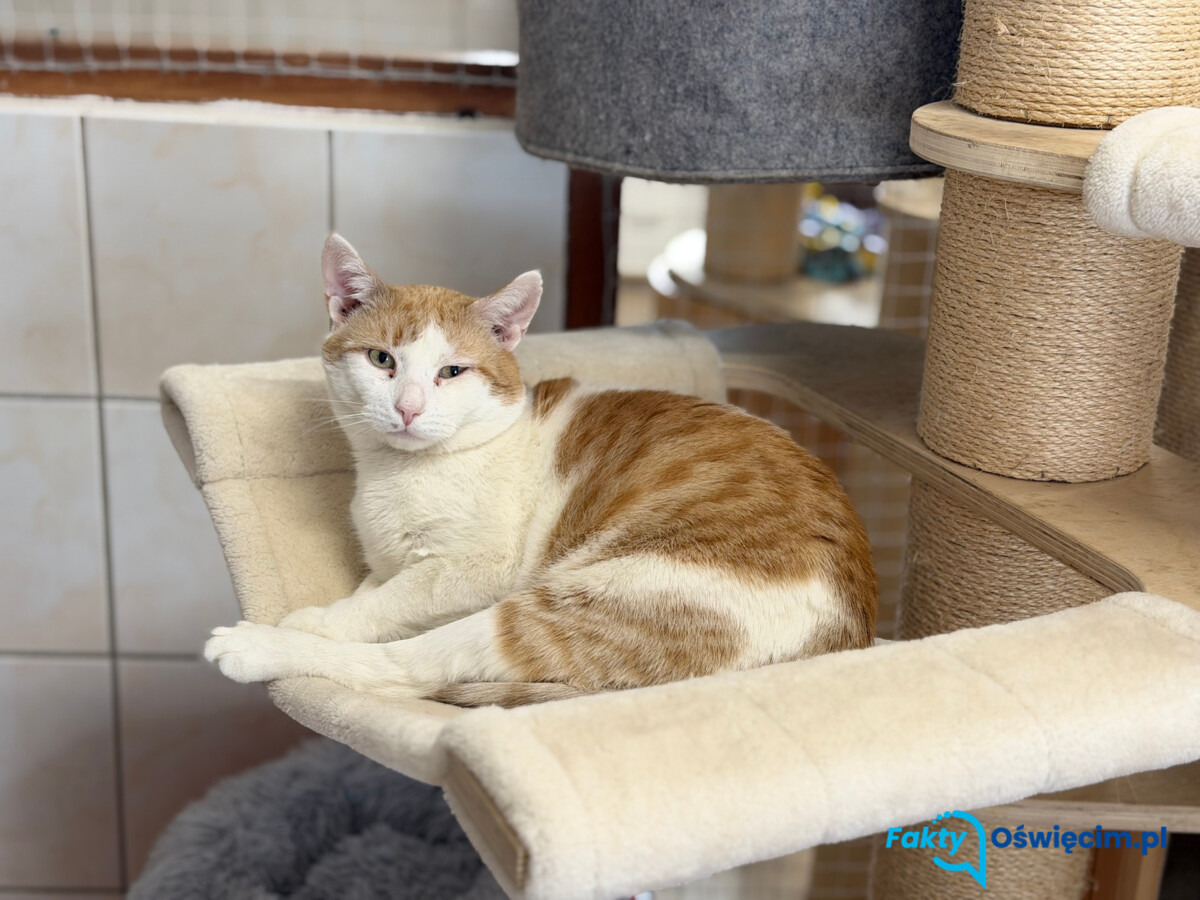 Jakie nieprawidłowości stwierdzili kontrolerzy w schronisku?