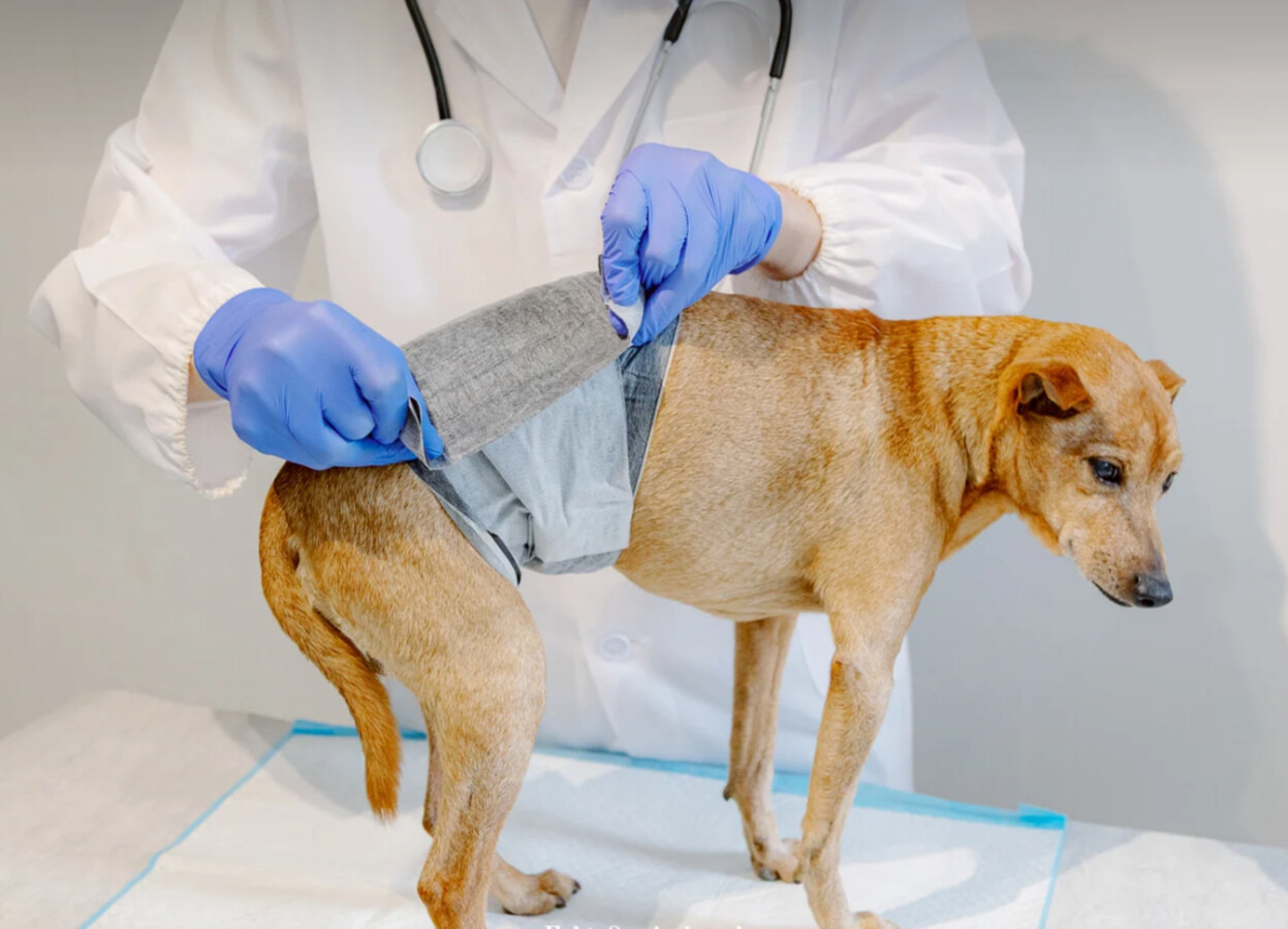 Kolejny rok walki z bezdomnością psów i kotów. Bezpłatna sterylizacja i kastracja