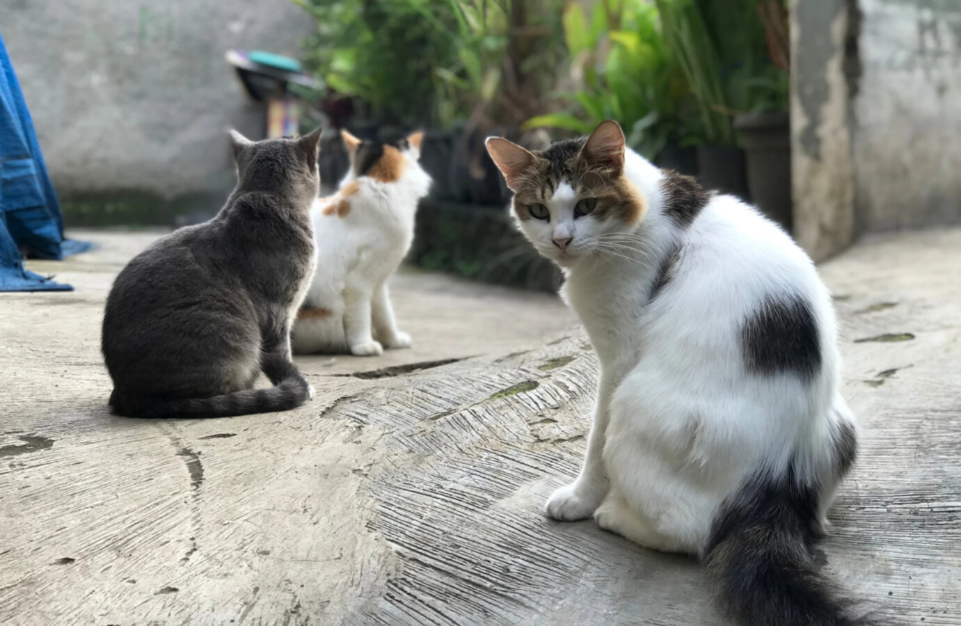 Nagranie o otruciu 20 kotów okazało się fake newsem