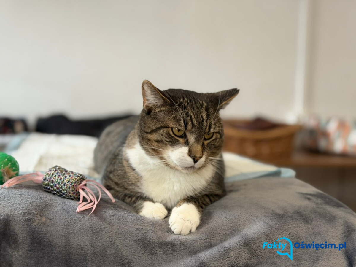 Dzień Kota. Sprawdź, kto czeka w schronisku w Oświęcimiu - FOTO
