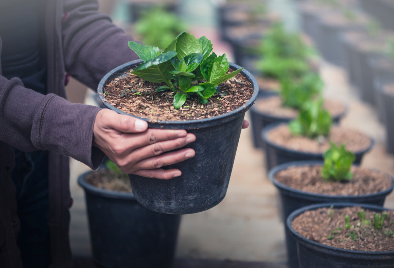 Oddaj elektrośmieci i odbierz sadzonkę