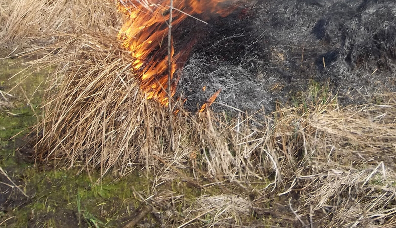 Podpalił łąkę i dostał mandat