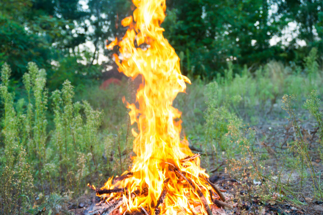 Ognisko w lesie. Interweniował dzielnicowy i leśnicy
