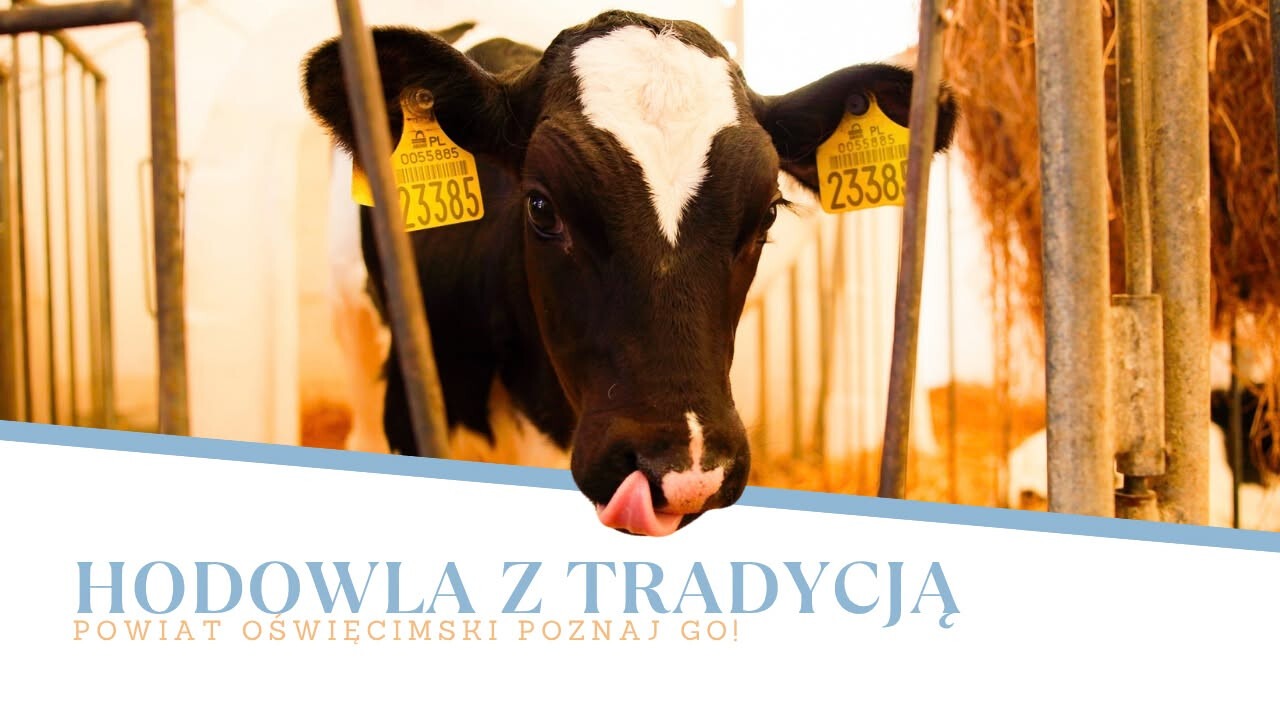 Powiat Oświęcimski - Poznaj GO! Karp osiecki i miliony litrów mleka. Z wizytą w OHZ Osiek