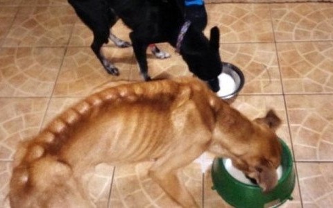 Niemal zagłodziła zwierzęta na śmierć. Mówi, że chce je odzyskać – FOTO