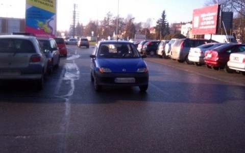 Łosie na drogach nie tylko zimowych