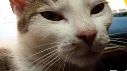 Dekada z Dniem Kota – czekamy na kocie zdjęcia