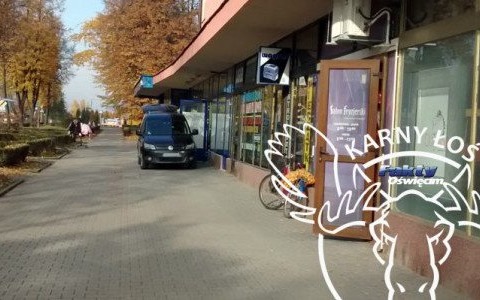 Karny Łoś na chodniku