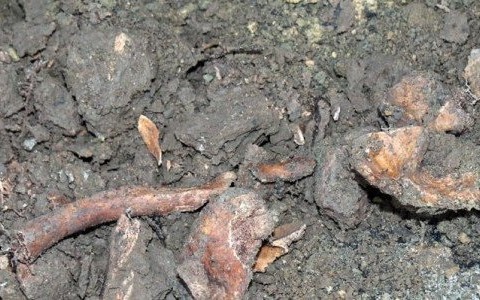 Odkopali ludzkie kości