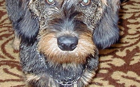 Podatek za psa jednak tylko 30 złotych