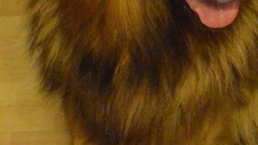 Szukamy dwóch zaginionych owczarków niemieckich