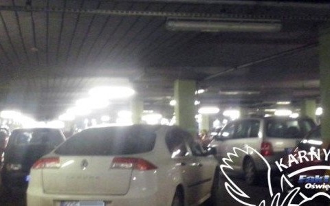 Karne Łosie na dzień dobry – FOTO