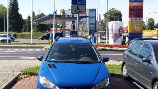 Popołudniowe karne łosie