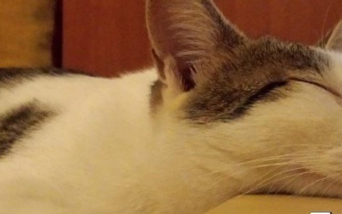 Kot maskotką powiatu?