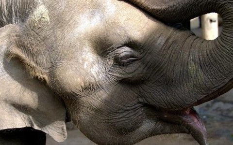 Nie dla cyrków ze zwierzętami! Co na to prezydent?