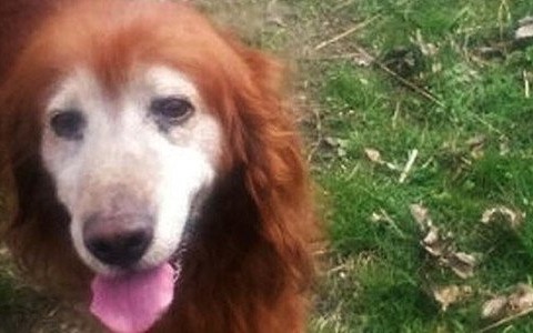 Właściciel psa zakopanego żywcem odnaleziony