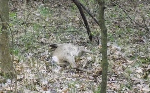 W Chełmku grasuje kłusownik – FOTO