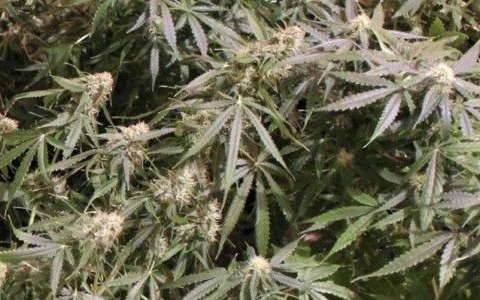 Hodował w domu konopie indyjskie