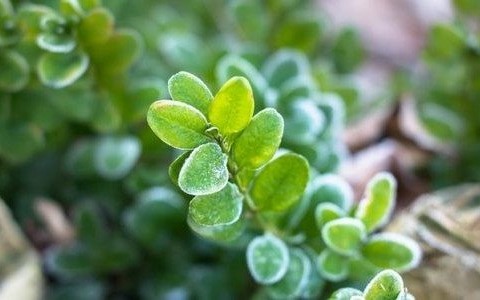 W nocy będą przymrozki