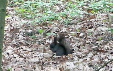 Poniedziałek będzie ciepły. Na południu możliwe burze