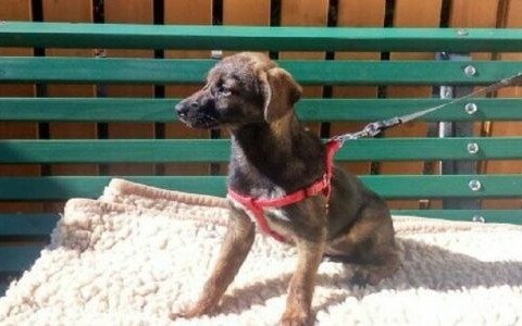 Zwyrodnialec zostawił szczeniaka przywiązanego do drzewa – FOTO