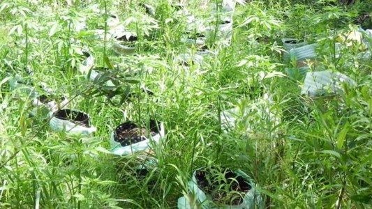 Konopie znalezione, właściciel poszukiwany