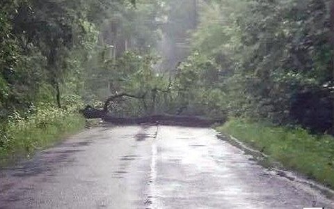 Drzewo spadło na drogę w Bobrku