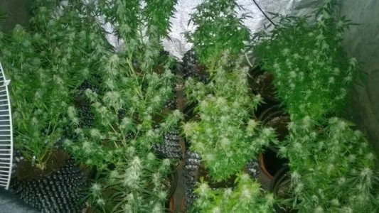 15 krzewów konopi indyjskich w Chełmku