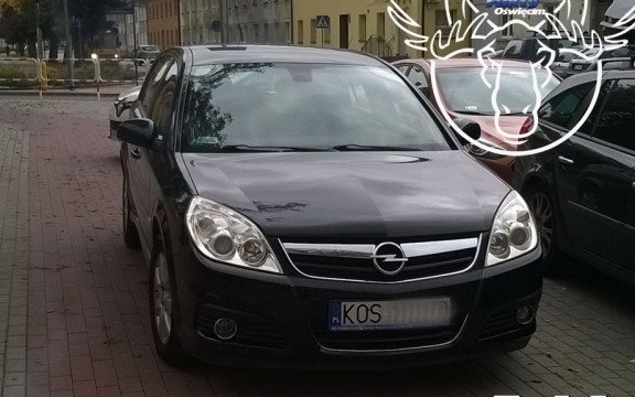 Karne Łosie na drodze rowerowej