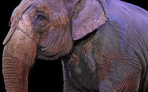 Cyrki z cyrkami. Sąd wydał orzeczenie