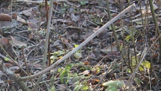 Ludzki szkielet nad Skawą. Czy to zaginiony 26-latek?