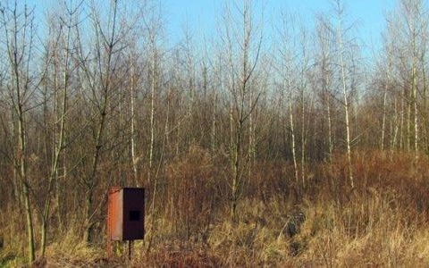 Sarny umierały wiele godzin. Policja szuka kłusownika