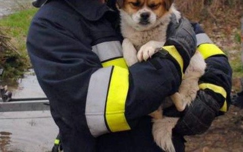 Strażacy uratowali psiaka