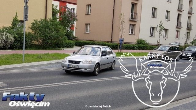 Łoś na środku drogi – FILM, FOTO