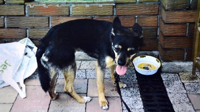 Porzucił psa i szuka go policja