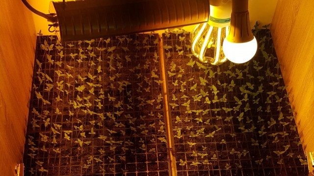 Kolejny cios w narkotykowy biznes – FOTO